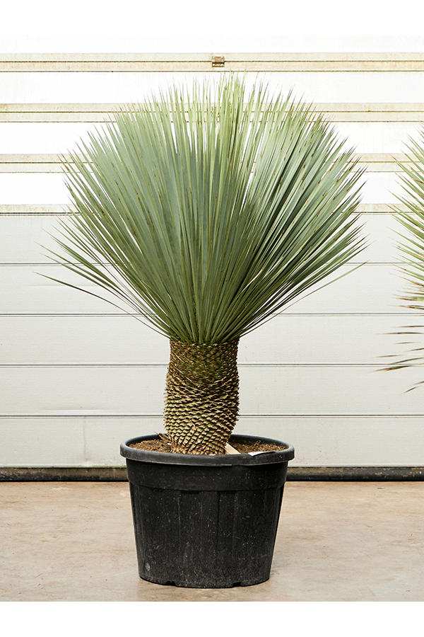 Yucca Rostrata (160-170)