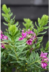 Polygala Winged Flower Myrtifolia Arbuste L