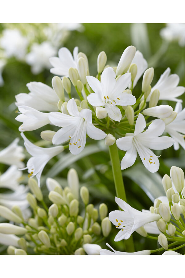 Lys africain Agapanthe