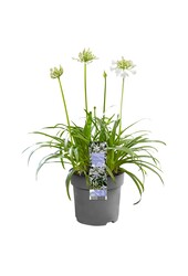 Lys africain Agapanthe
