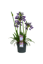 Lys africain Agapanthe Pourpre