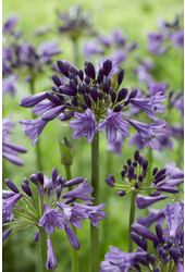 Lys africain Agapanthe Pourpre