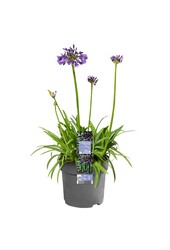 Lys africain Agapanthe Pourpre
