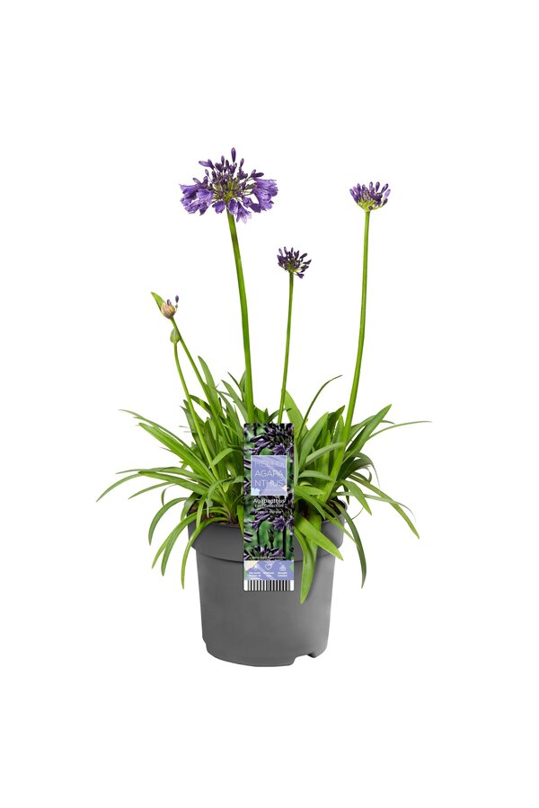 Lys africain Agapanthe Pourpre