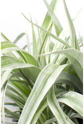 Astelia Silver Shadow