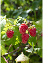 Héritage framboise