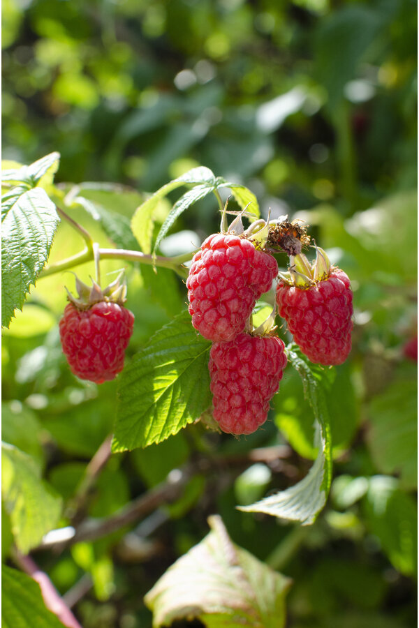 Héritage framboise