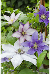 Aspérule à grandes fleurs Trois sœurs