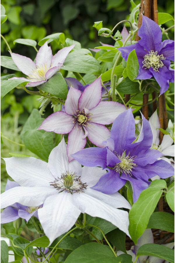 Aspérule à grandes fleurs Trois sœurs