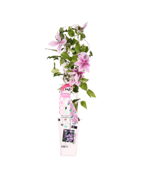 Vigne forestière fleurie