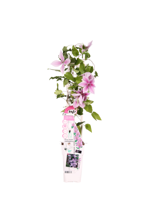 Vigne sylvestre à fleurs Yuan™