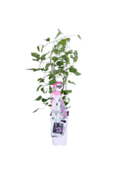 Vigne sylvestre à fleurs Yuan™