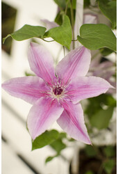 Vigne sylvestre à fleurs Yuan™