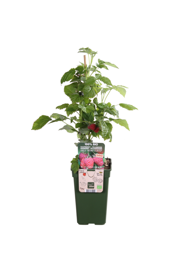 BIO Framboise Rubus Twotimer Sugana Rouge