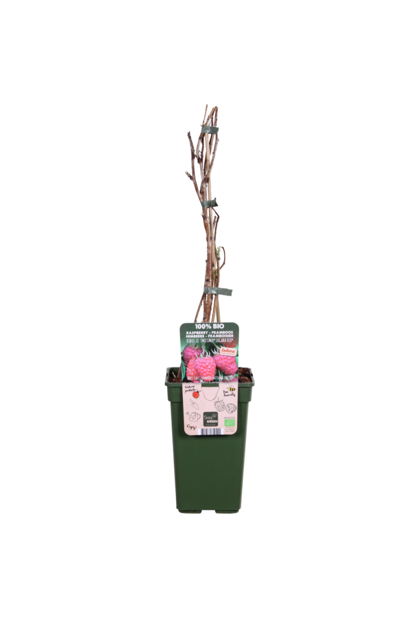 BIO Framboise Rubus Twotimer Sugana Rouge