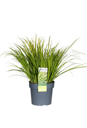 Calamus Acorus gramineus Ogon