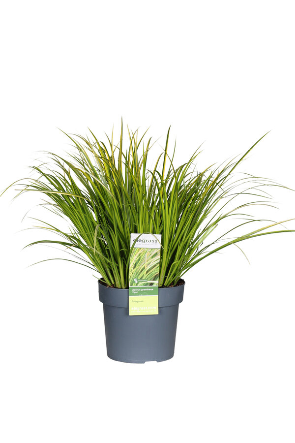 Calamus Acorus gramineus Ogon