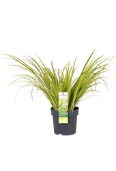 Calamus Ogon