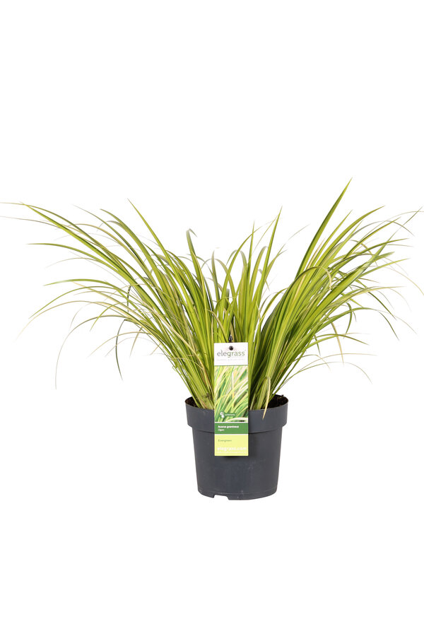 Calamus Ogon