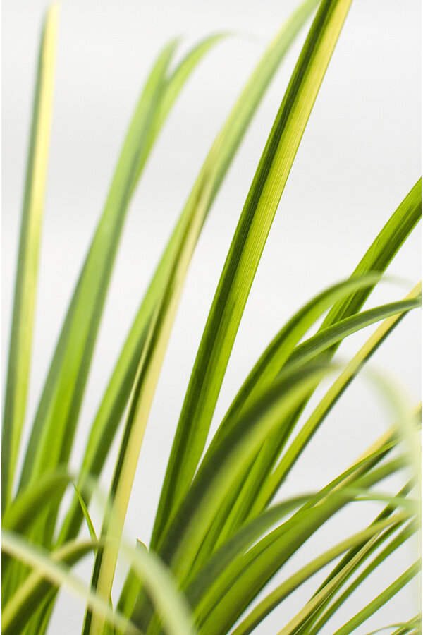 Calamus Ogon