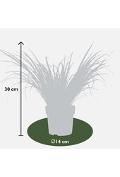 Calamus Ogon