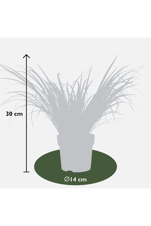 Calamus Ogon