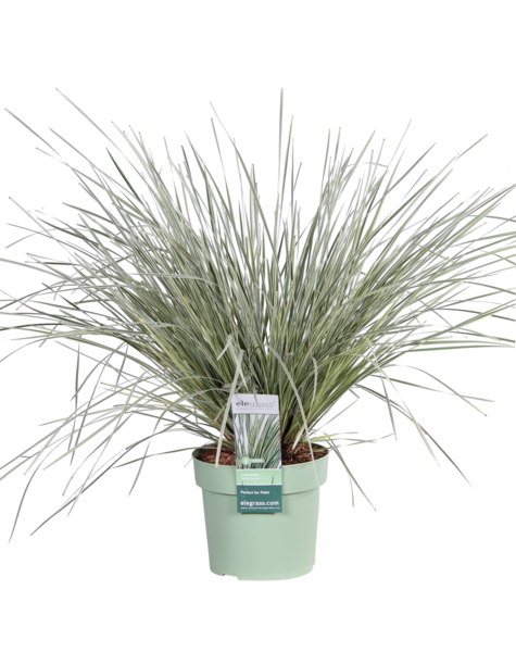 Herbe ornementale australienne