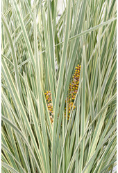Sables blancs de Lomandra