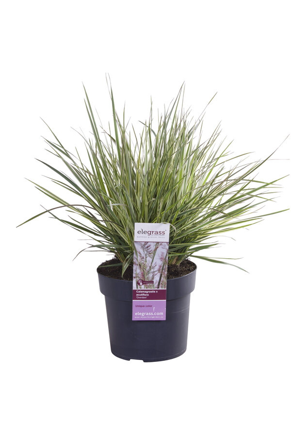 Calamagrostis Pluimstruis roseau Overdam