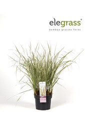 Calamagrostis Pluimstruis roseau Overdam