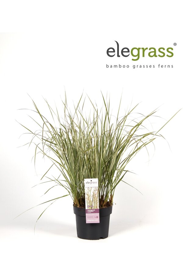 Calamagrostis Pluimstruis roseau Overdam