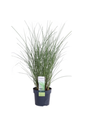 Roseau commun Gracilimus Miscanthus sinensis