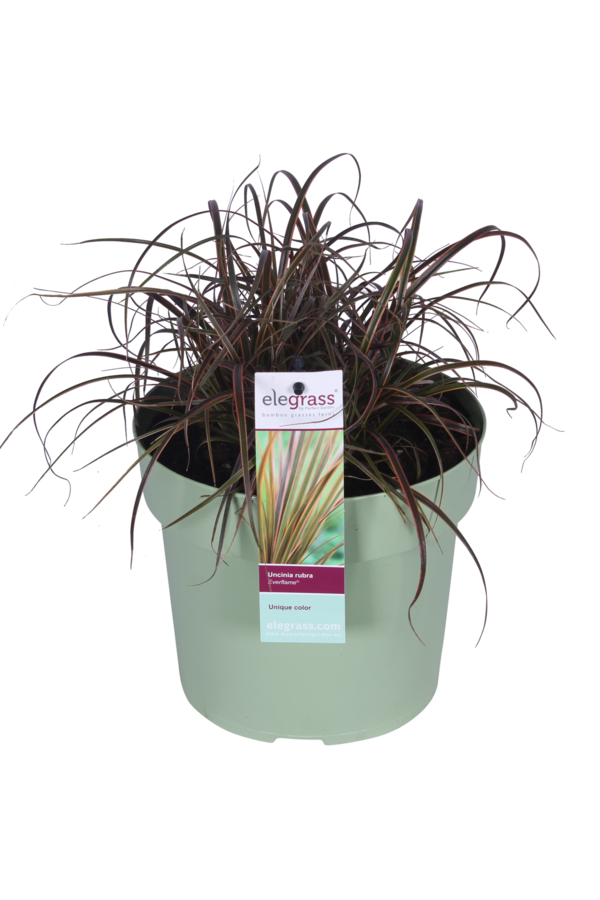 Uncinia rubra Everflame