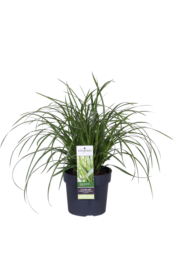 Herbe ornementale Carex morrowii Ice Dance