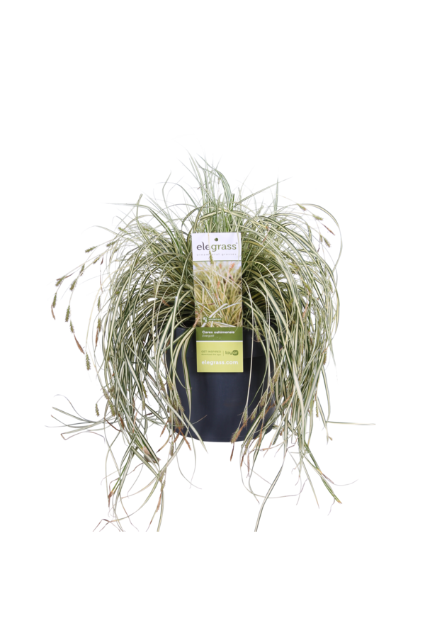 Carex hachijoensis Pimprenelle