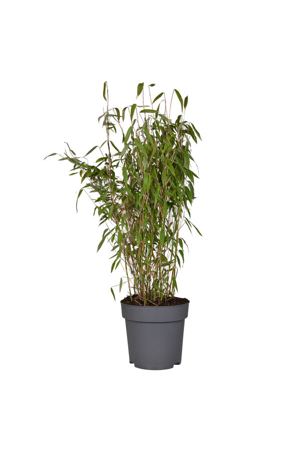 Bambou Murielae Hiver Noir