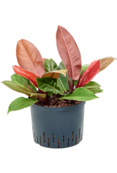 Hydroplant Philodendron Prince d'Orange