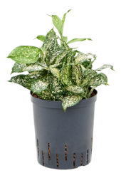 Plante aquatique Dracaena Godseffiana Florida Beauty