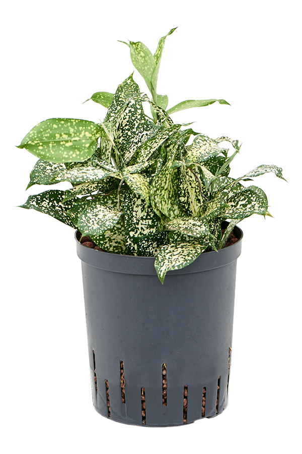 Plante aquatique Dracaena Godseffiana Florida Beauty