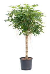 Plante hydroélectrique Schefflera Arboricola Compacta