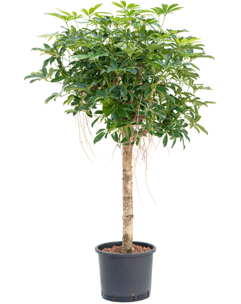 Centrale hydroélectrique Schefflera