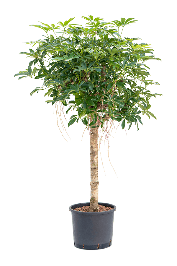 Plante hydroélectrique Schefflera Arboricola Compacta
