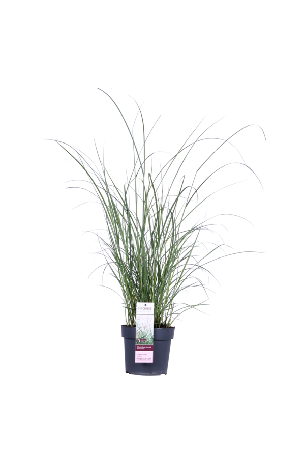 Prachtriet Ferner Osten