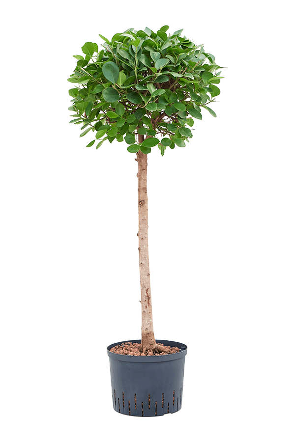 Plante aquatique Ficus Microcarpa Moclame