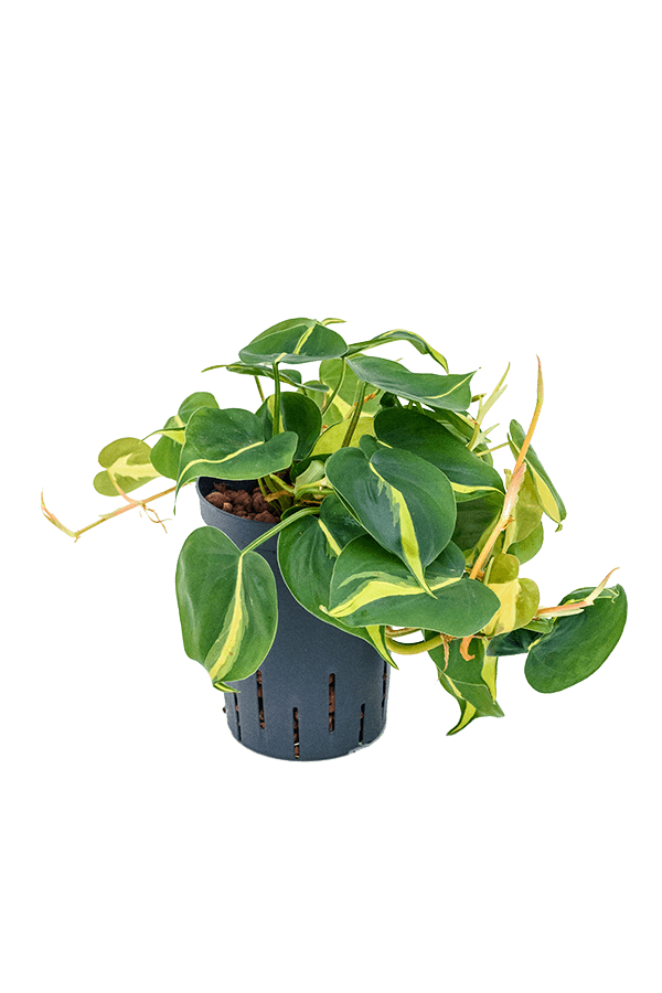 Hydroplant Philodendron Scandens Brasil