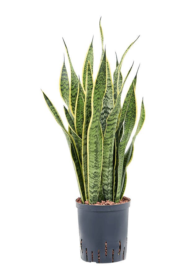 Plante hydroélectrique Sansevieria Trifasciata Laurentii