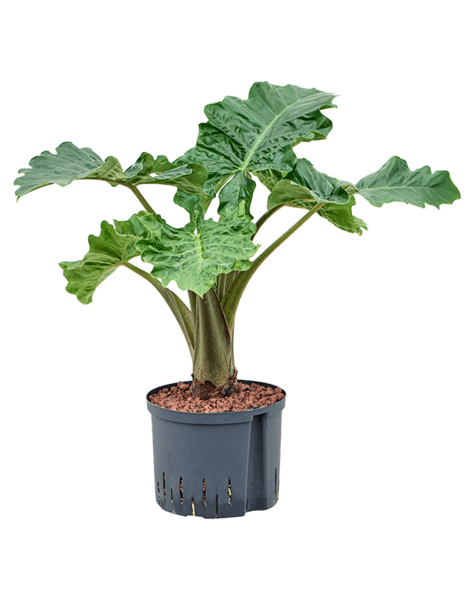 Plante aquatique Alocasia