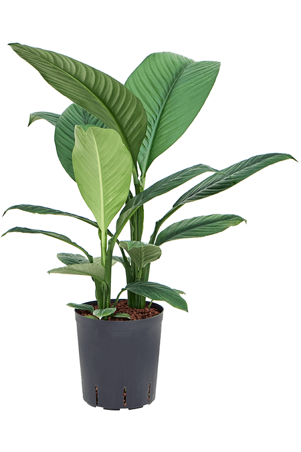 Plante hydroponique Spathiphyllum Sensation