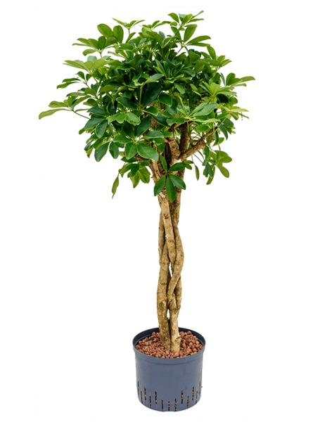 Centrale hydroélectrique Schefflera