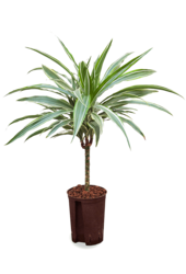 Plante aquatique Dracaena Deremensis Warneckei